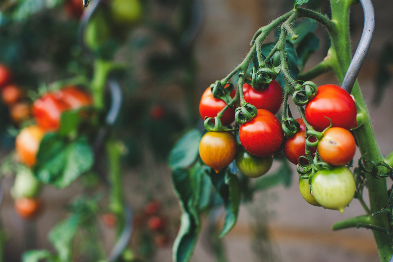 Backyard Bounty: Tomatoes