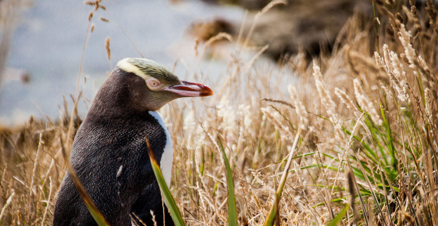 The year of the penguin