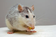 Rat & Mouse Nutrition