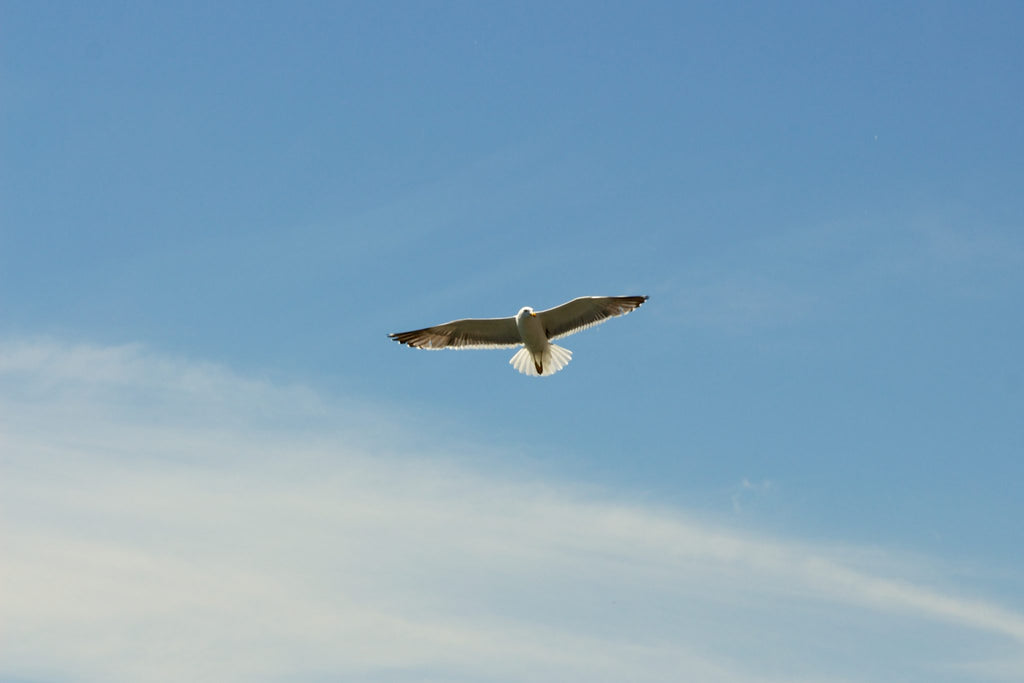 Is it a bird? Is it a Great Dane?