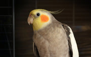 Cockatiel Nutrition Info from your friends at Topflite