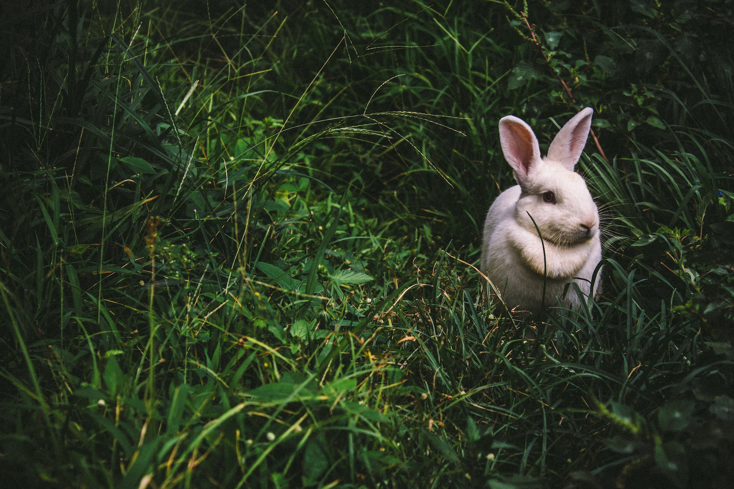 The importance of hay and fibre for rabbits and guinea pigs