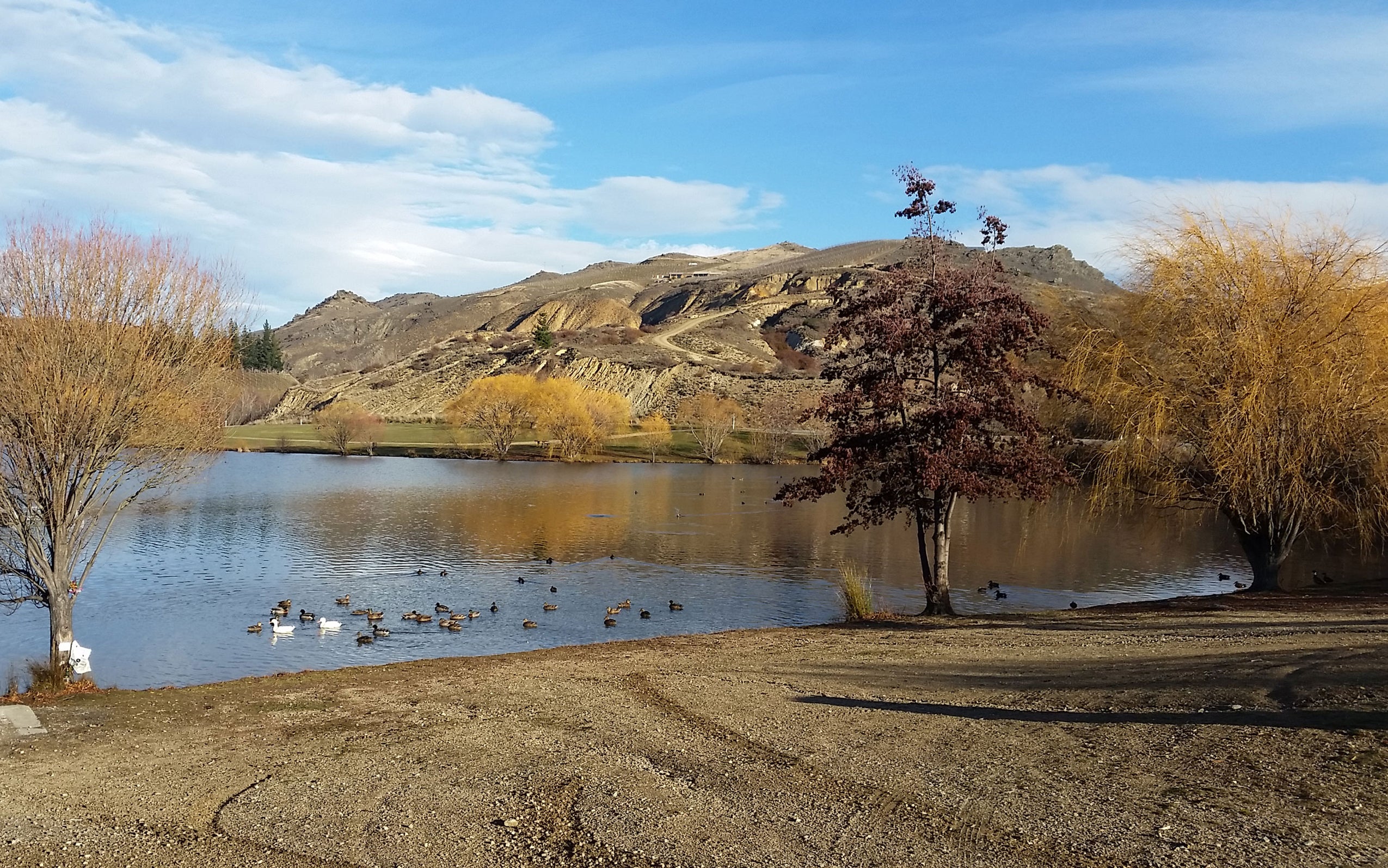 What To Feed New Zealand Birds During Winter - Topflite NZ