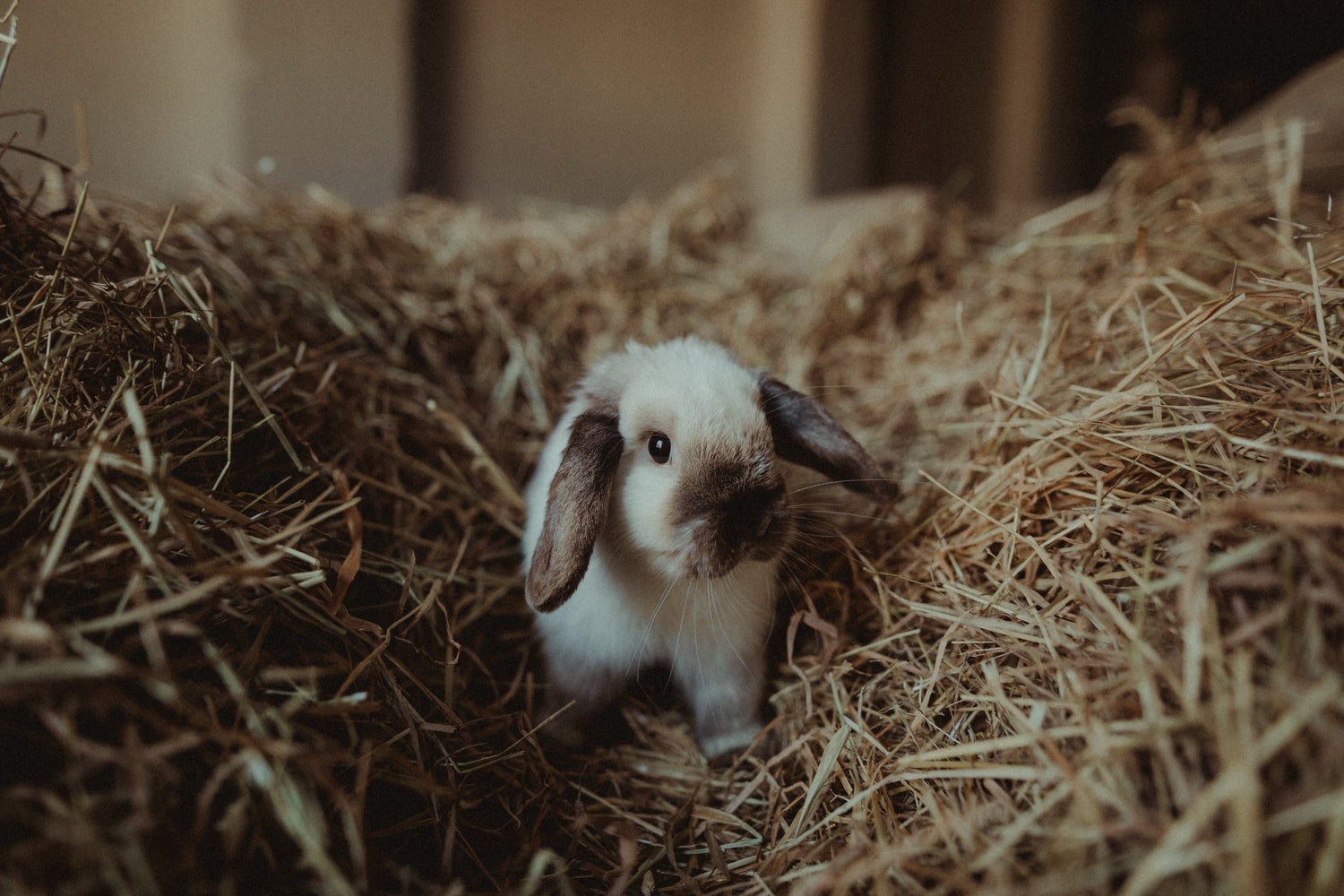 Rabbits & Guinea Pigs