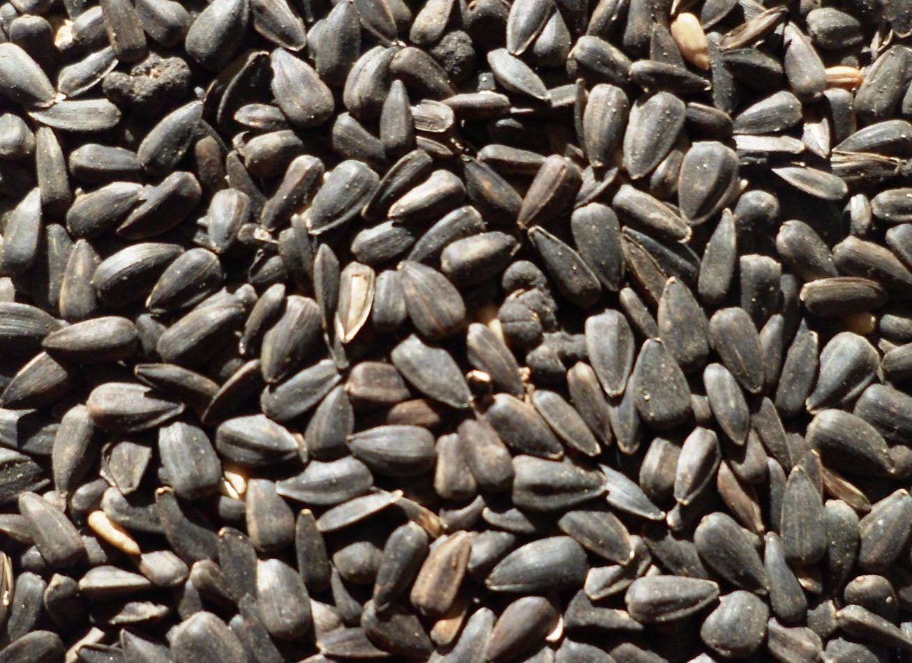 Black Sunflower Seeds