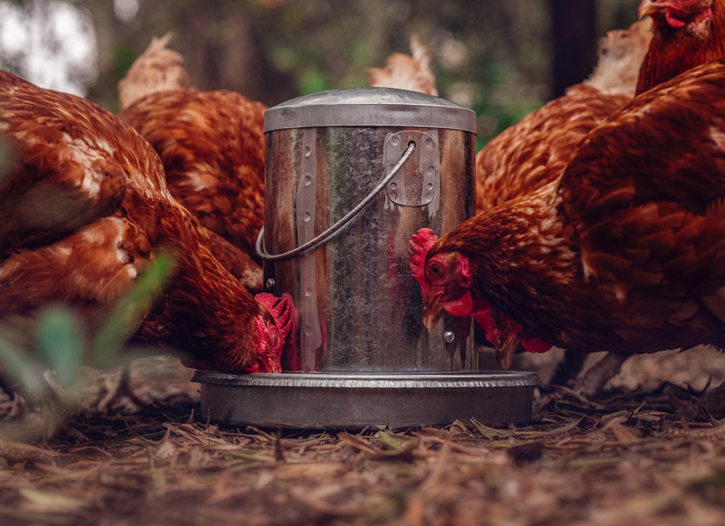 Poultry Feeder