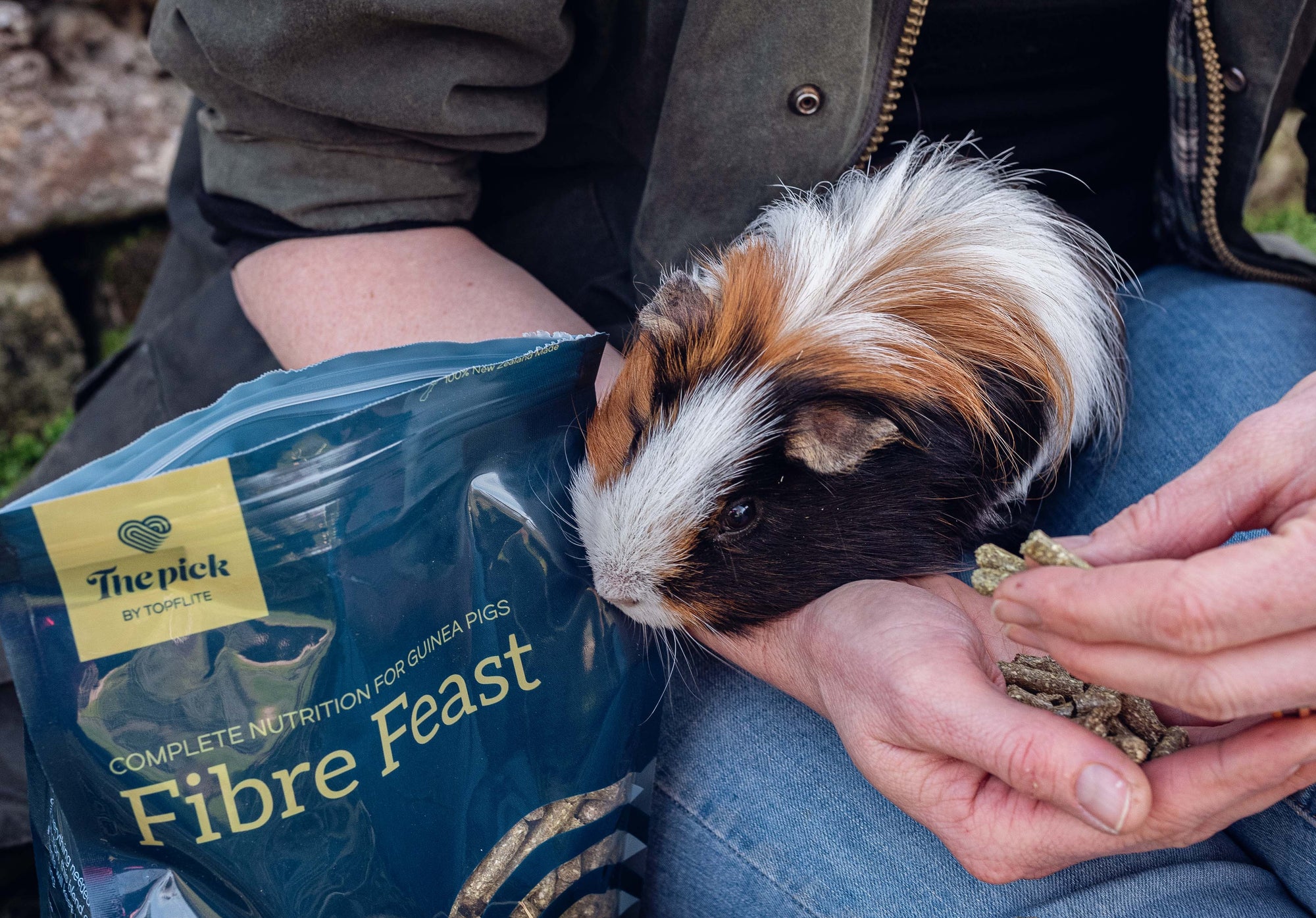 Hand feeding fibre feast to guinea pig