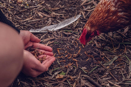 Hand feeding a chicken mealworms