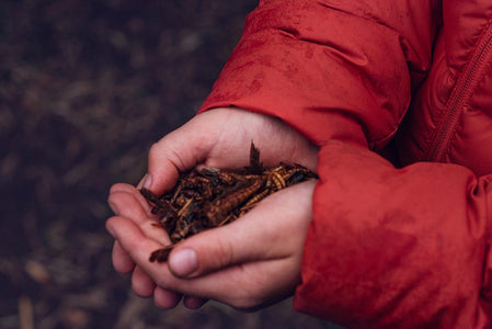Handful of Topflite mealworms