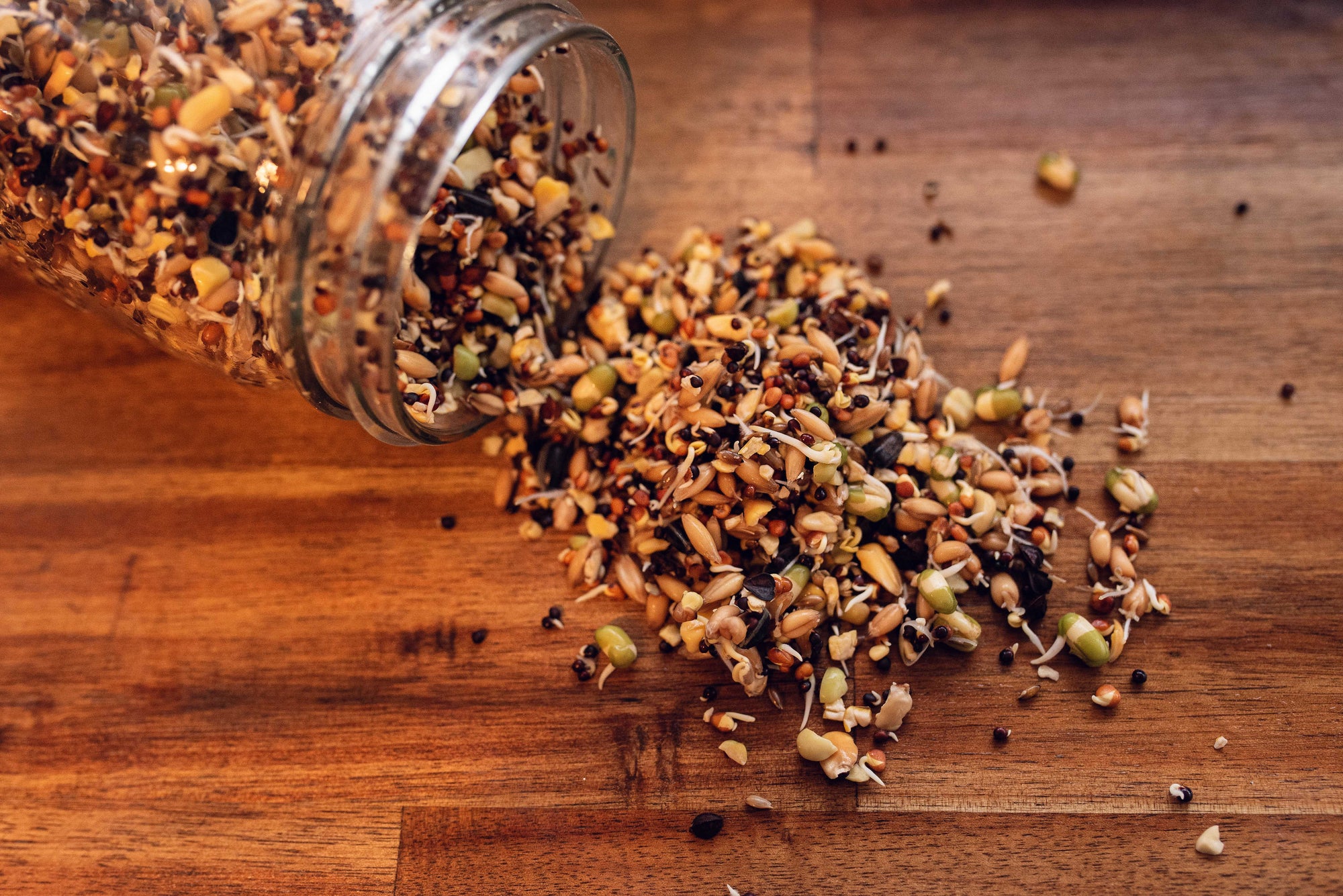 Topflite Soak & Sprout after soaking