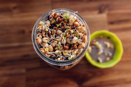 Sprout Jar with sprouts