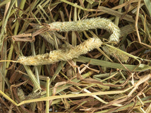Close up of Topflite Timothy Hay
