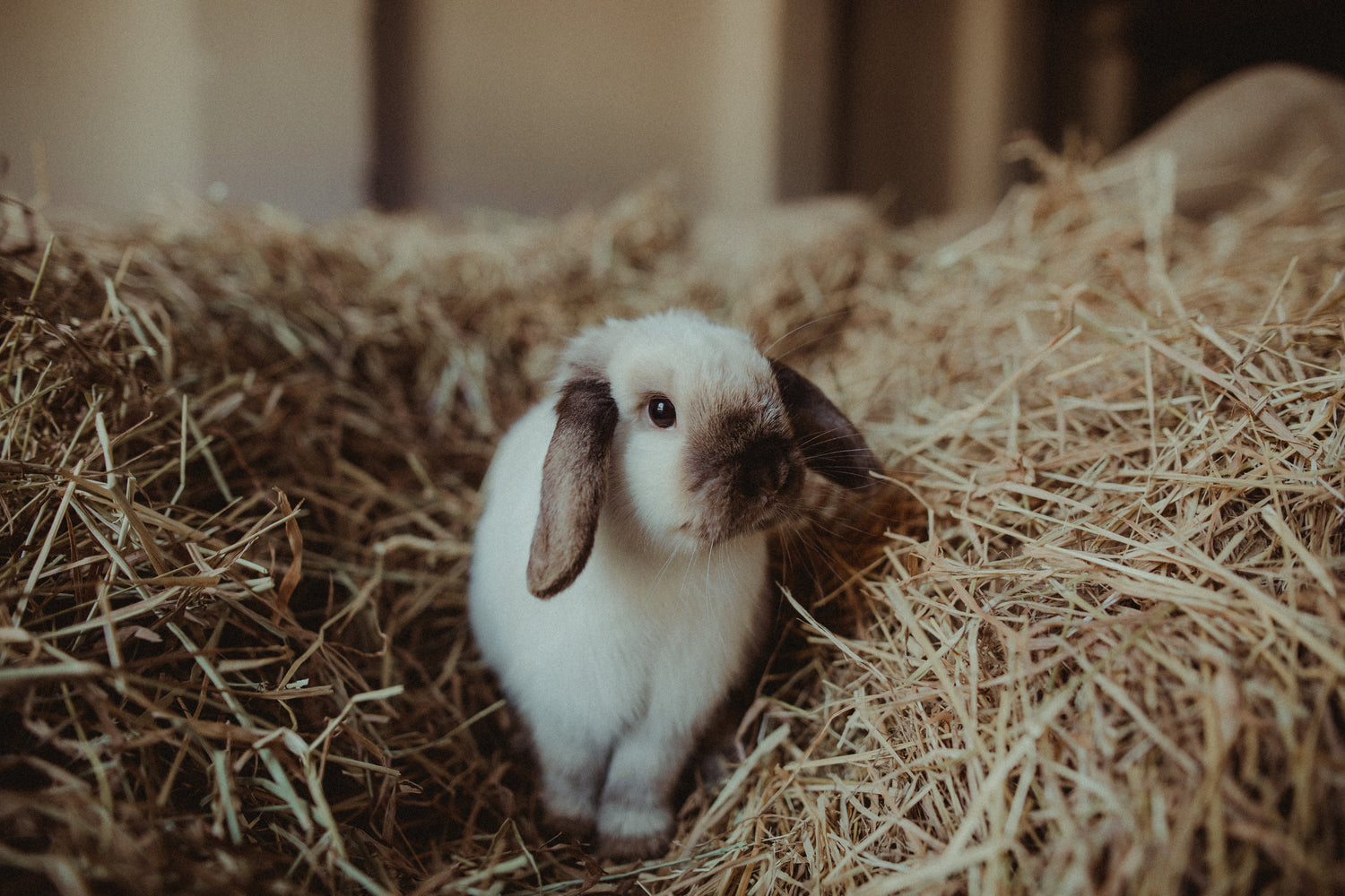 Rabbit & Guinea Pig