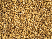 Close up of Topflite Hulled Oats