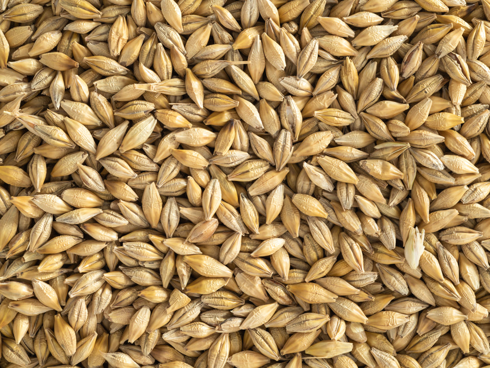 Close up of Topflite Barley