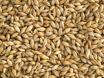 Close up of Topflite Barley