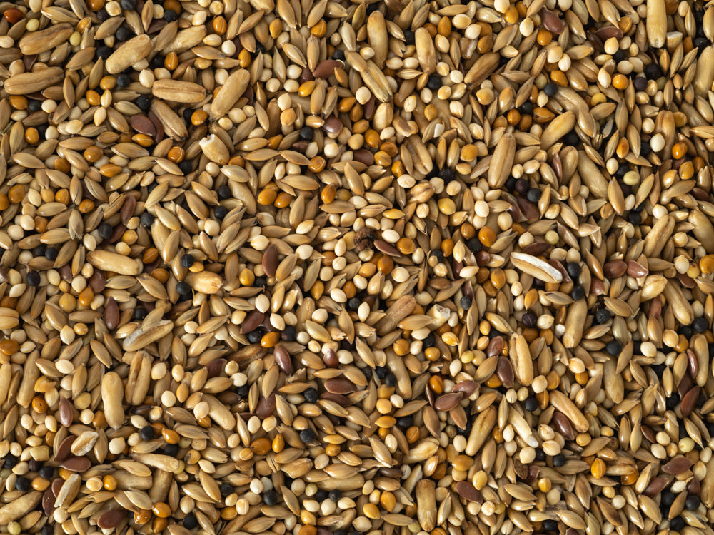 A close-up image of a Budgie Boost Mix, showing a variety of seeds including canary seed, oats, and flax seeds.