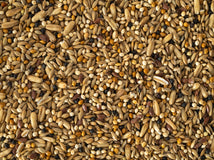 A close-up image of a Budgie Boost Mix, showing a variety of seeds including canary seed, oats, and flax seeds.