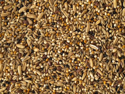 A close-up image of a Budgie Boost Mix, showing a variety of seeds including canary seed, oats, and flax seeds.