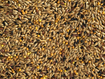 Close up of Topflite Canary Mix