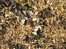 Close up of Topflite Cockatiel Mix