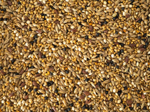Close up of Topflite Finch Mix