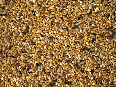 Close up of Topflite Finch Mix