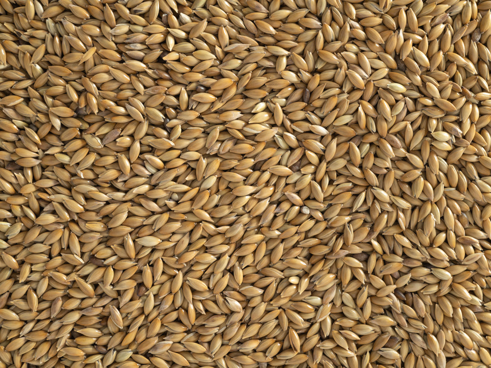Close up of Topflite Canary Seed
