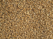 Close up of Topflite Canary Seed