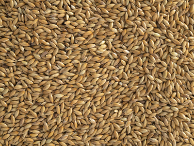Close up of Topflite Canary Seed