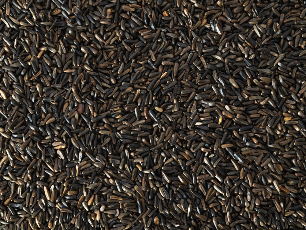 Close up of Topflite Niger