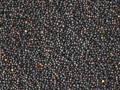 Close up of Topflite Rape Seed