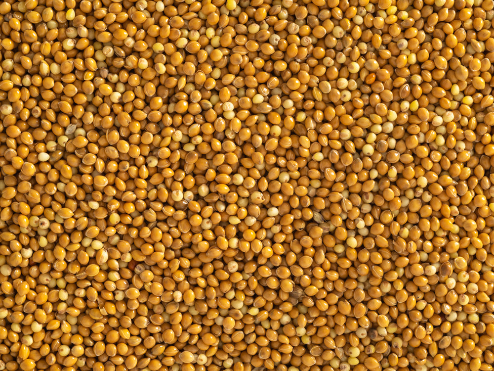 Close up of Topflite Panicum 