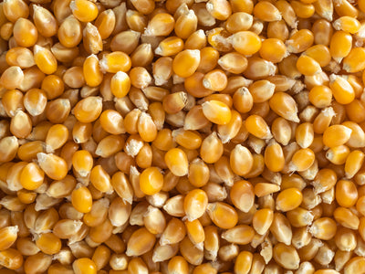 Close up of Topflite Popcorn