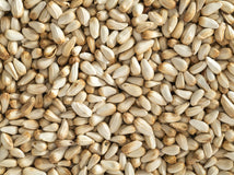 Close up of Topflite Safflower