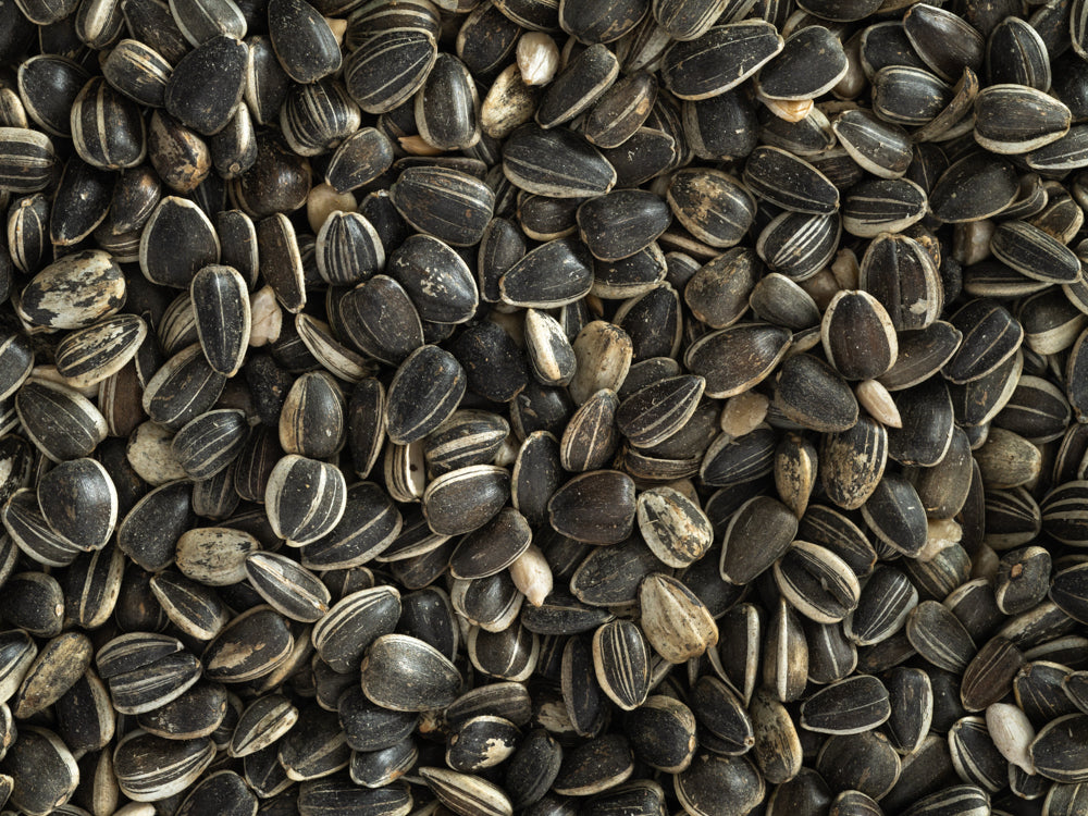 Topflite Sunflower Seeds close up