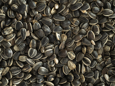 Topflite Sunflower Seeds close up