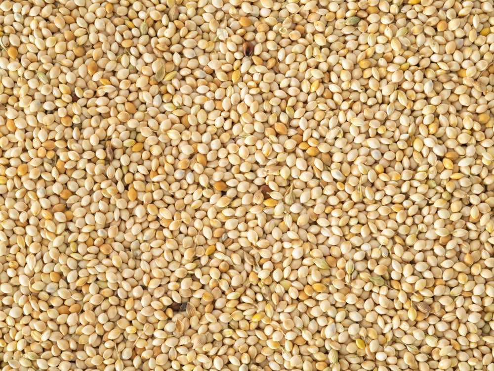 Close up of Topflite French White Millet