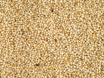 Close up of Topflite French White Millet