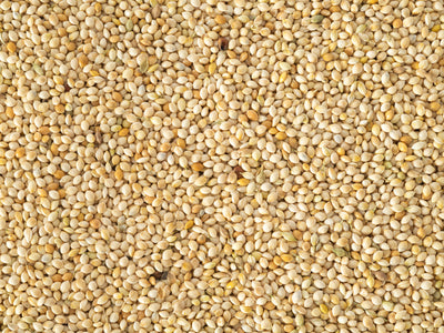 Close up of Topflite French White Millet