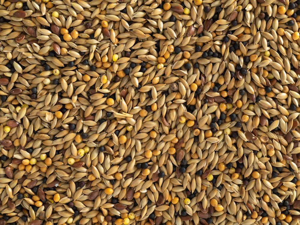 Canary Seed Mix