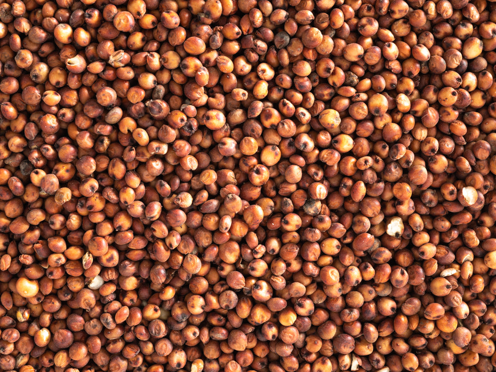 Red Sorghum