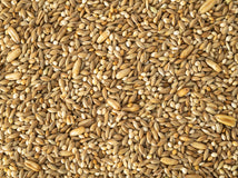 Close up of Topflite Budgie Seed Mix