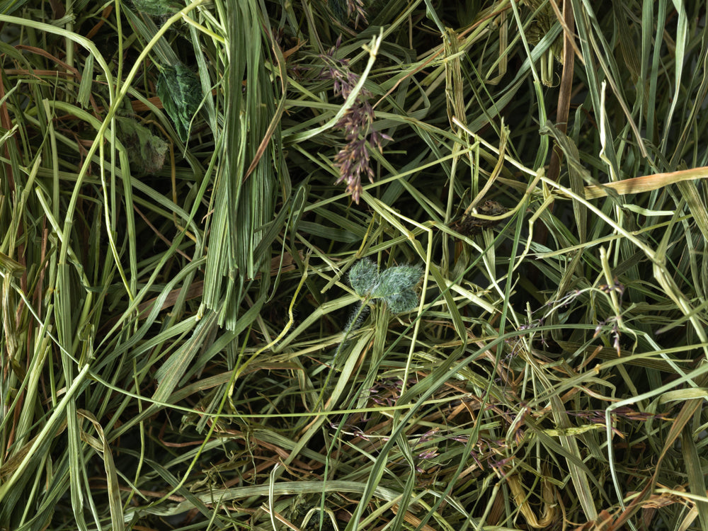 Boxed Meadow Hay