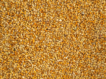 Close up of Topflite Red Panicum