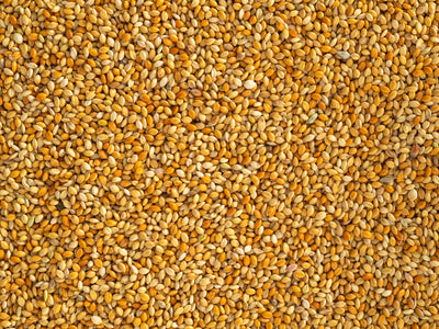 Close up of Topflite Red Panicum