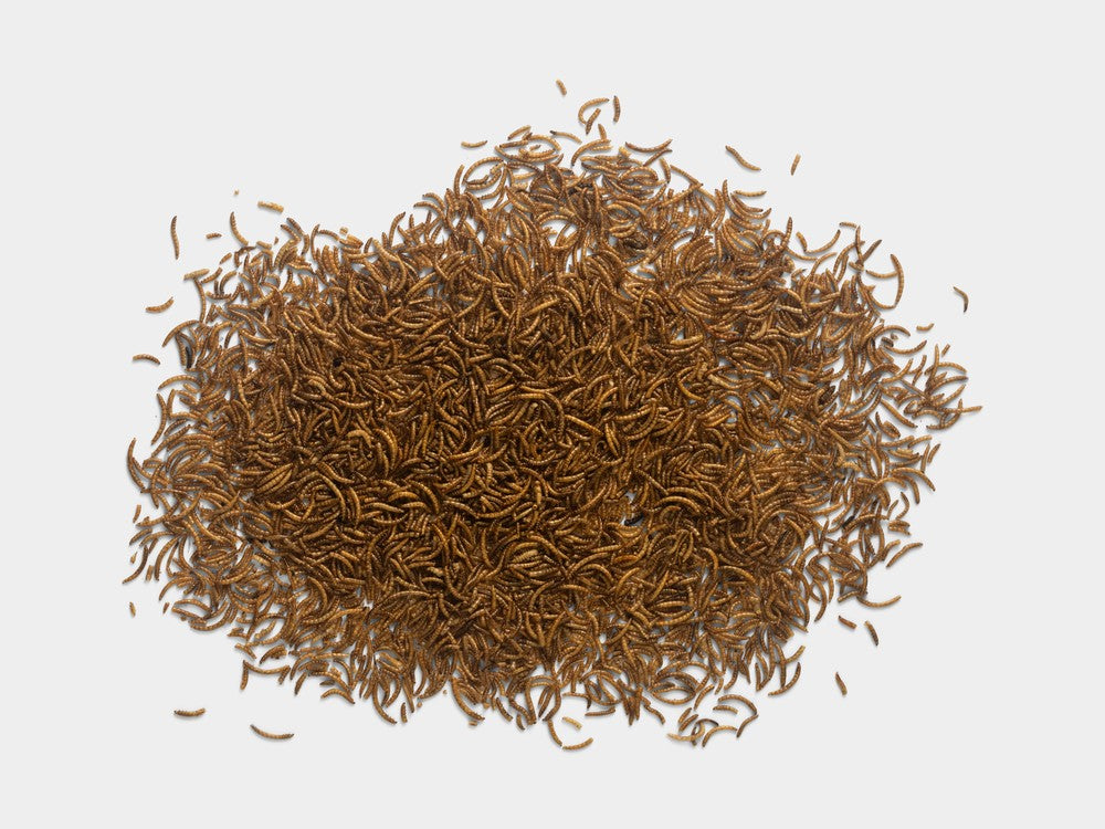 Dried Mealworms