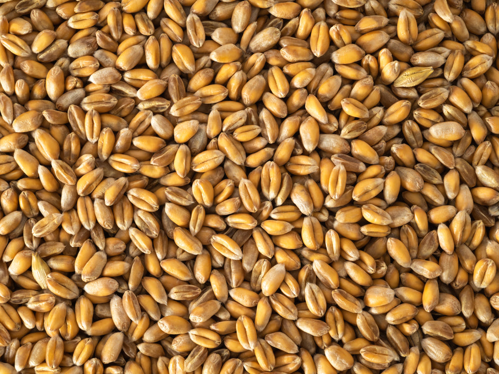 Close up of Topflite wheat.