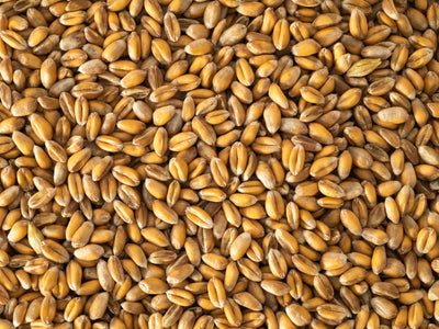 Close up of Topflite wheat.