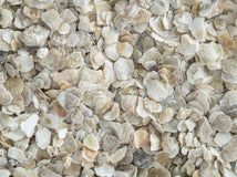 A close-up of crushed oyster shell grit, which is used as a supplement for laying hens to provide calcium.